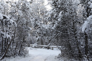 Photo of Beautiful landscape with snowy park on winter day