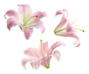 Image of Set of beautiful blooming pink lilies on white background