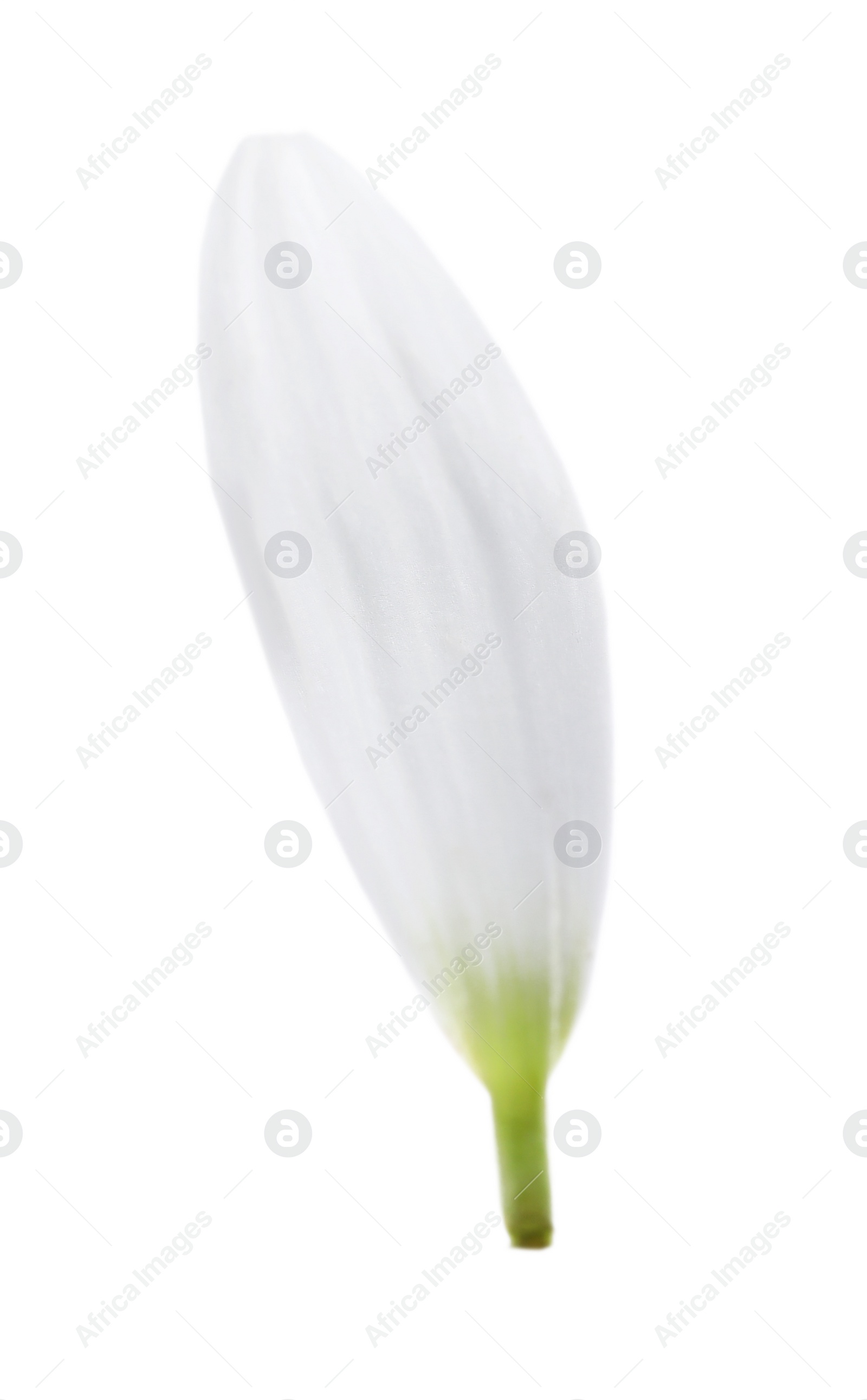 Photo of Beautiful fresh chamomile petal isolated on white