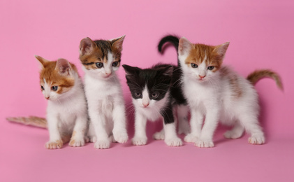 Photo of Cute little kittens on pink background. Baby animals