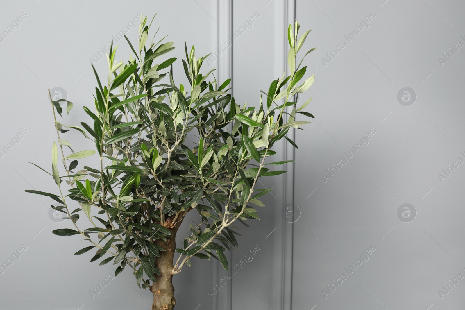 Photo of Olive tree near light grey wall, space for text. Interior element