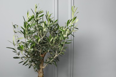 Olive tree near light grey wall, space for text. Interior element