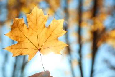 Woman holding autumn leaf against sunlight in park. Space for text