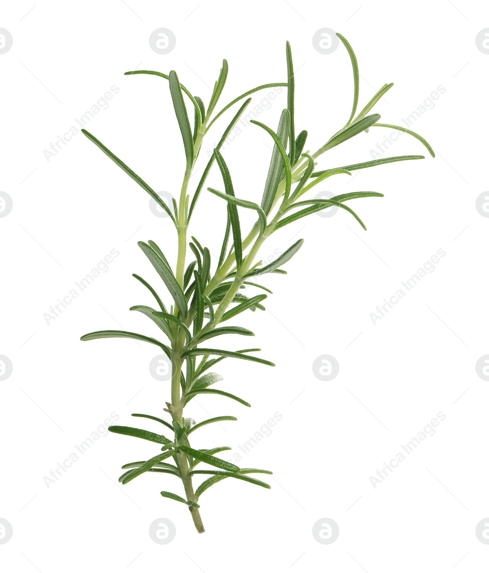 Photo of Sprig of fresh rosemary isolated on white