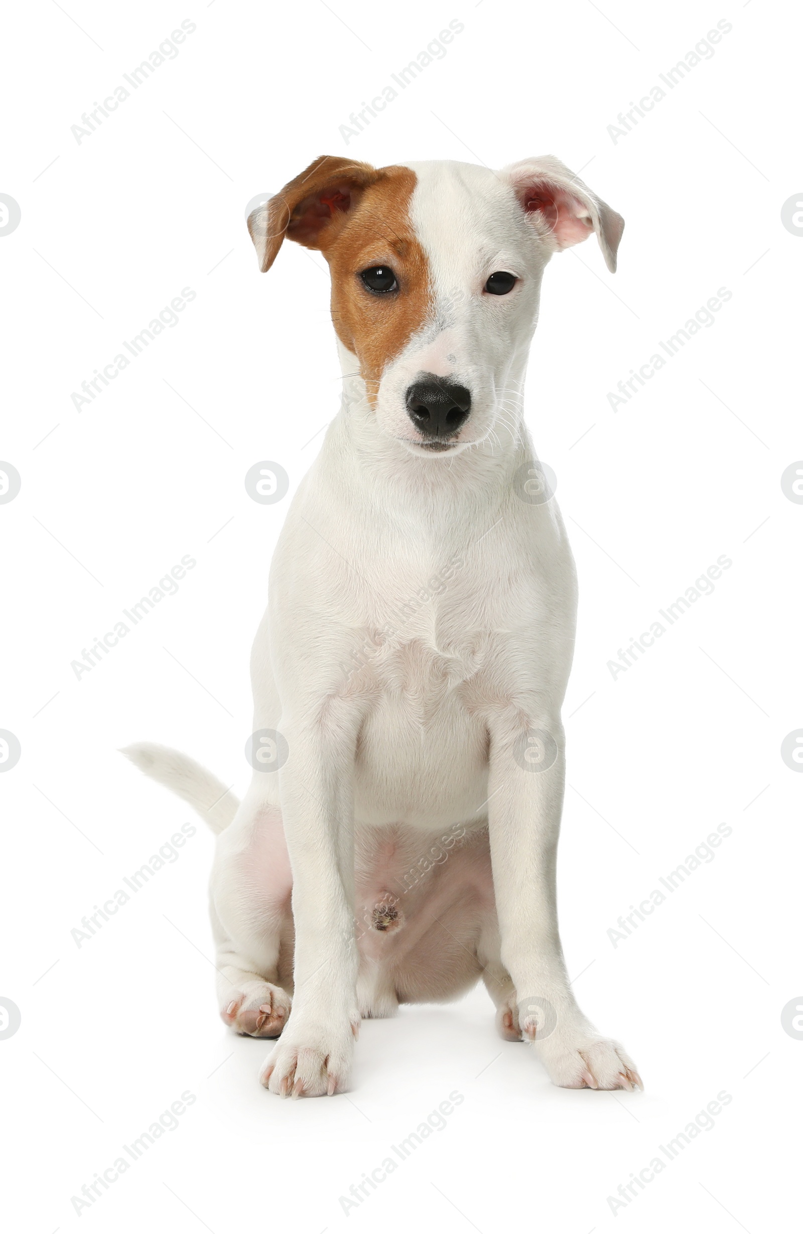 Photo of Cute Jack Russel Terrier on white background. Lovely dog