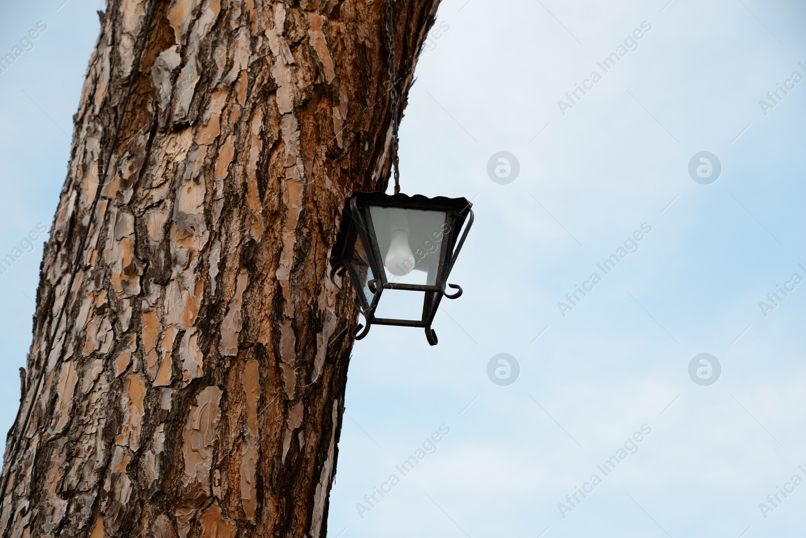 Photo of Vintage street lamp hanging on tree trunk outdoors, low angle view