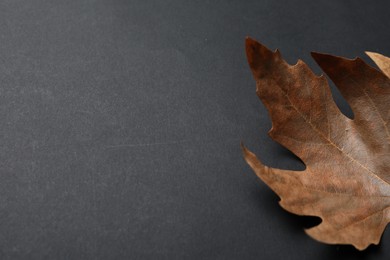 Dry autumn leaf on black background, closeup. Space for text