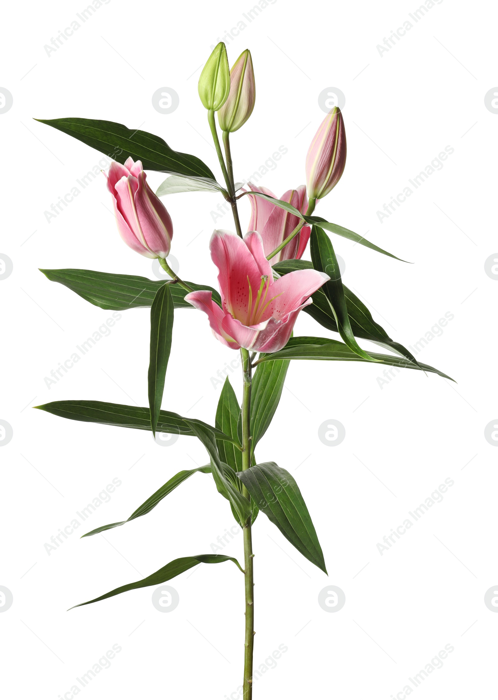 Photo of Beautiful lily plant with pink flowers isolated on white