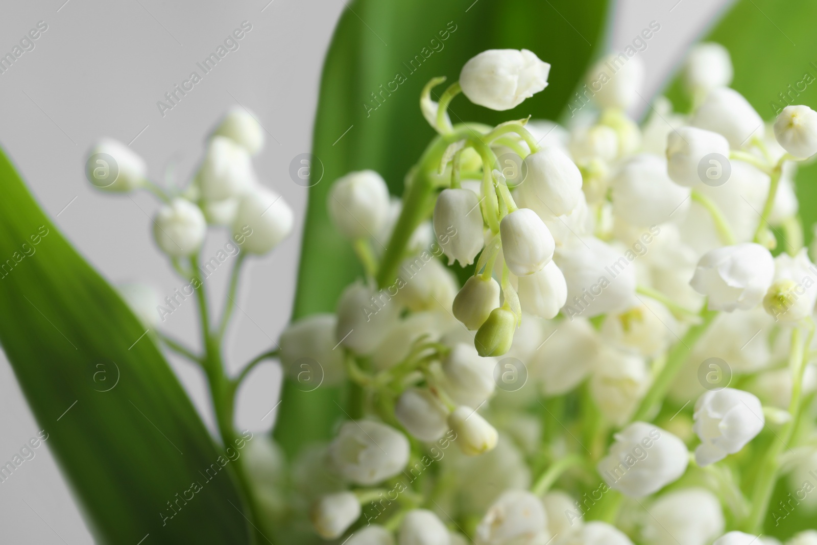 Photo of Beautiful lily of the valley flowers with leaves on light grey background, closeup