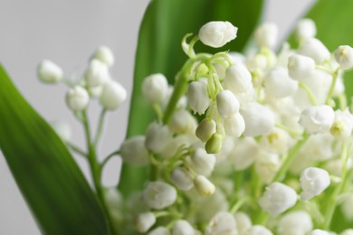 Beautiful lily of the valley flowers with leaves on light grey background, closeup