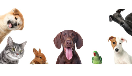 Image of Set with different cute pets on white background. Banner design