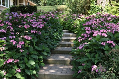 Pathway among beautiful hydrangea shrubs with violet flowers outdoors