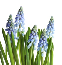 Photo of Beautiful spring muscari flowers on white background