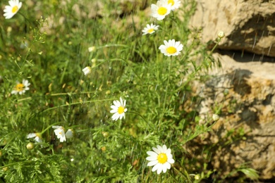 Photo of Beautiful chamomile flowers in garden on summer rainy day