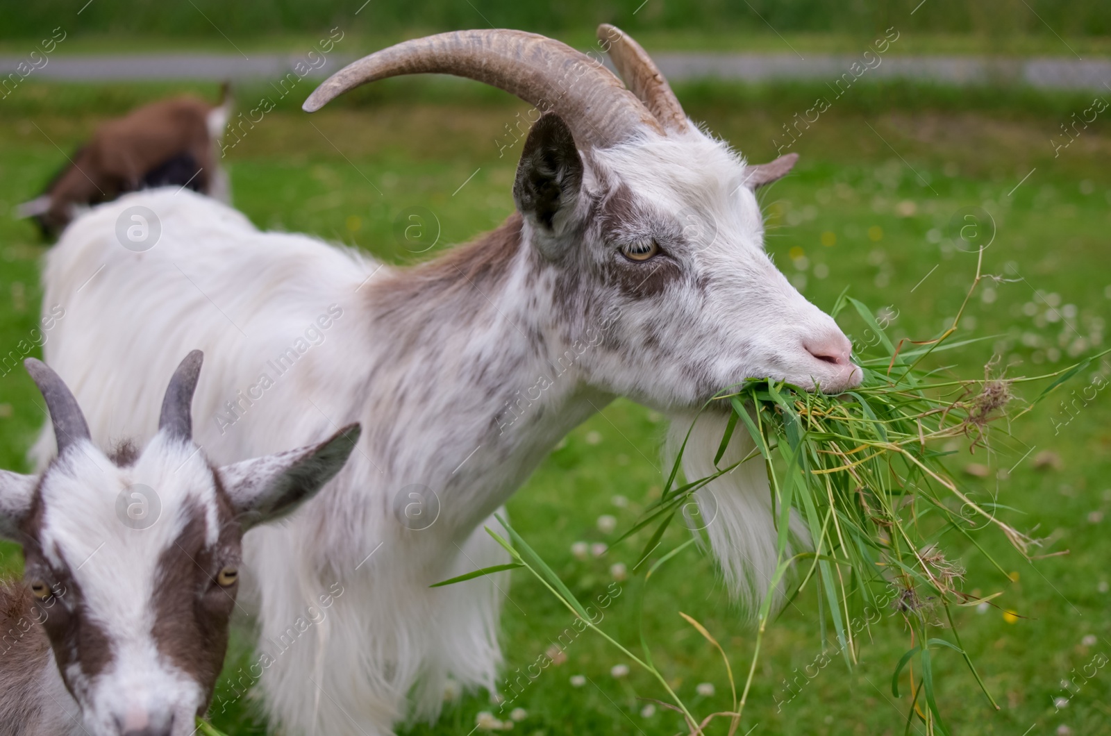 Photo of Cute goats grazing on green grass at farm