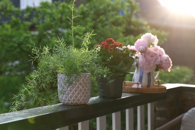 Photo of Balcony garden. Different plants on railings outdoors on sunny day