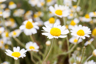 Photo of Beautiful chamomile flowers growing in field, closeup