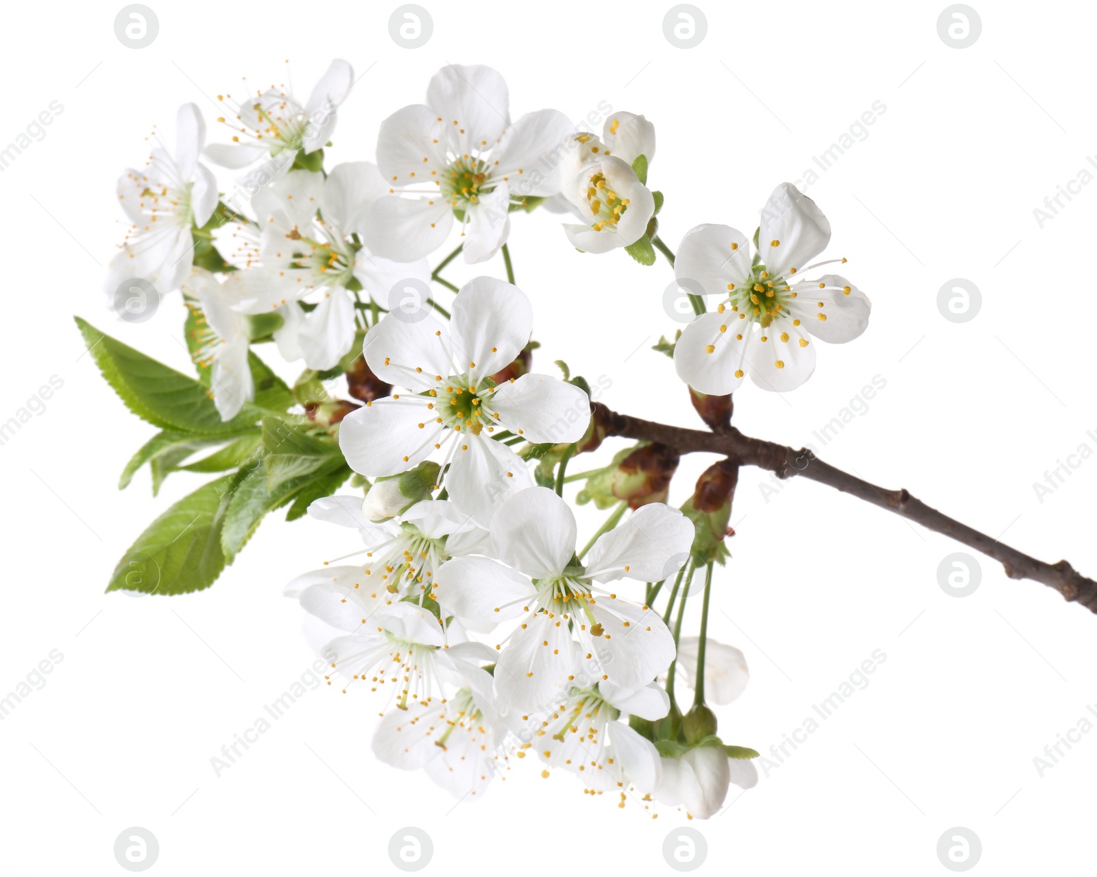 Photo of Spring branch with beautiful blossoms and leaves isolated on white