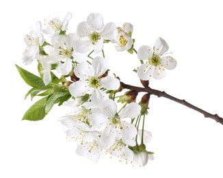 Spring branch with beautiful blossoms and leaves isolated on white