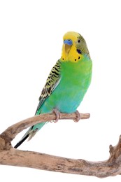 Beautiful parrot perched on branch against white background. Exotic pet