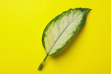 Photo of Leaf of tropical dieffenbachia plant on color background