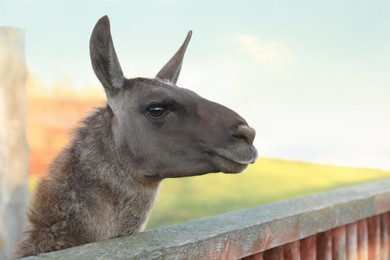 Photo of Cute lama in paddock at zoo on sunny day