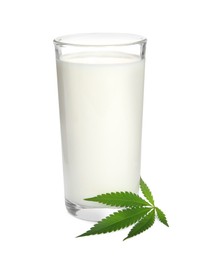 Glass of hemp milk and green leaf on white background