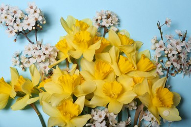 Beautiful yellow daffodils and cherry blossom on light blue background, flat lay
