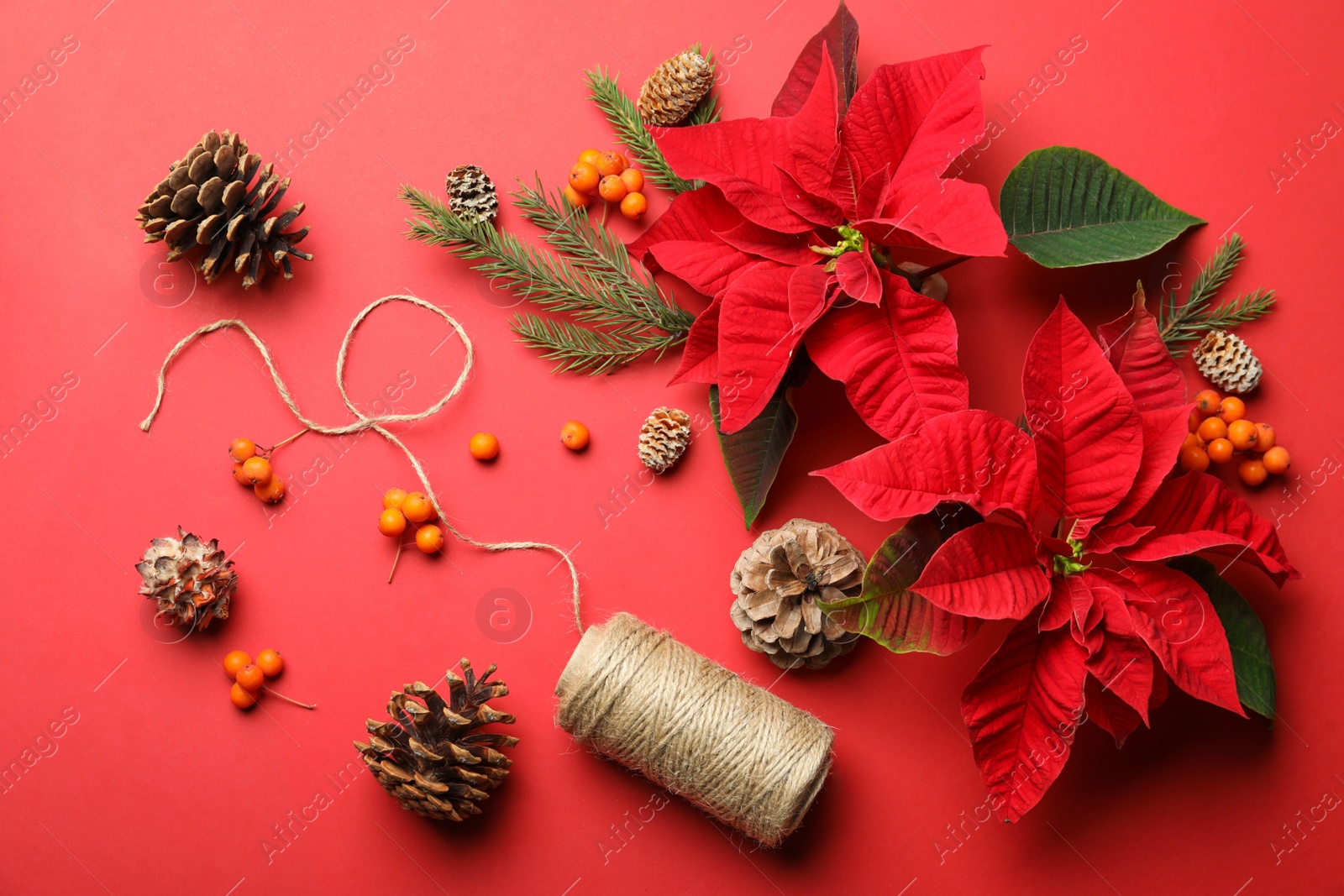 Photo of Flat lay composition with poinsettias (traditional Christmas flowers) and decor on red background