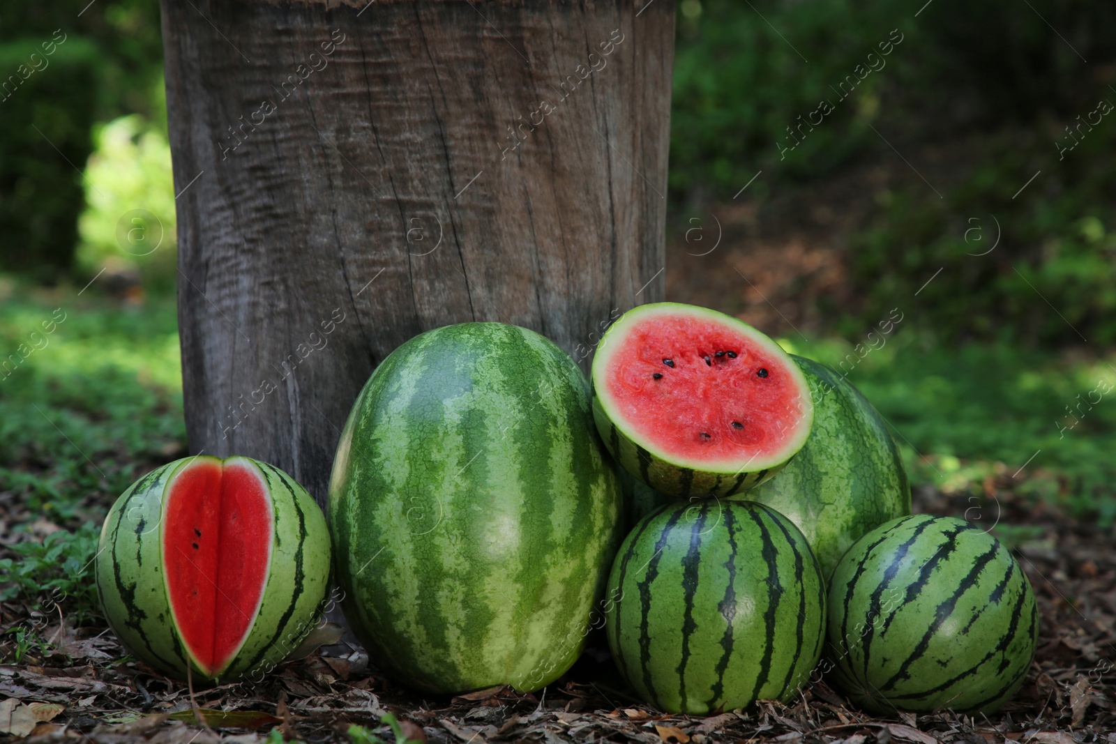 Photo of Many ripe whole and cut watermelons outdoors