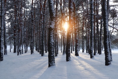 Picturesque view of beautiful snowy forest in winter morning