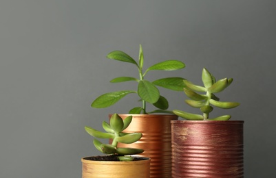 Photo of Beautiful houseplants in tin cans on light grey background, closeup