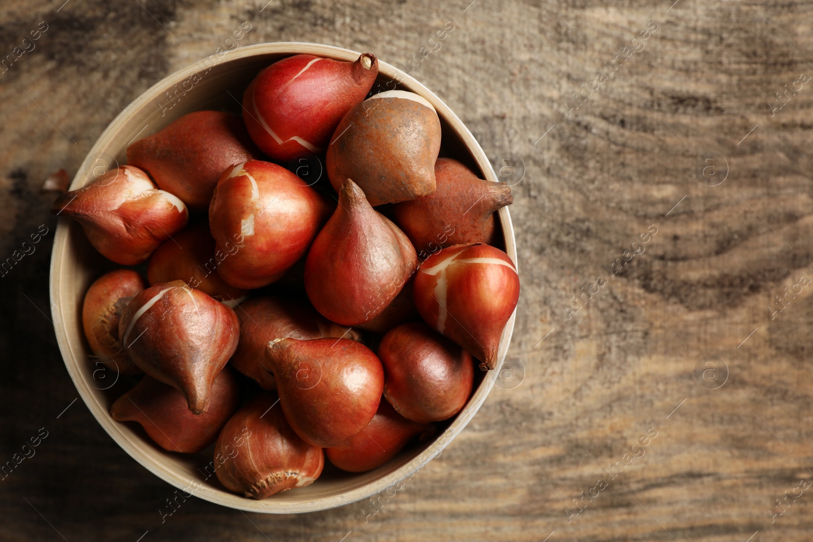 Photo of Bowl with tulip bulbs on wooden table, top view. Space for text