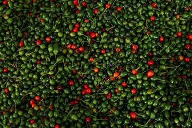 Photo of Heap of fresh delicious chiltepin as background, top view