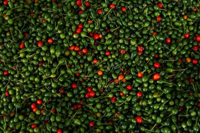 Heap of fresh delicious chiltepin as background, top view