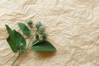 Photo of Fresh green burdock leaves and flowers on parchment, top view. Space for text
