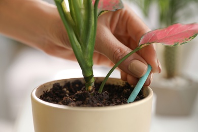 Photo of Woman putting fertilizing stick into pot with house plant on blurred background, closeup