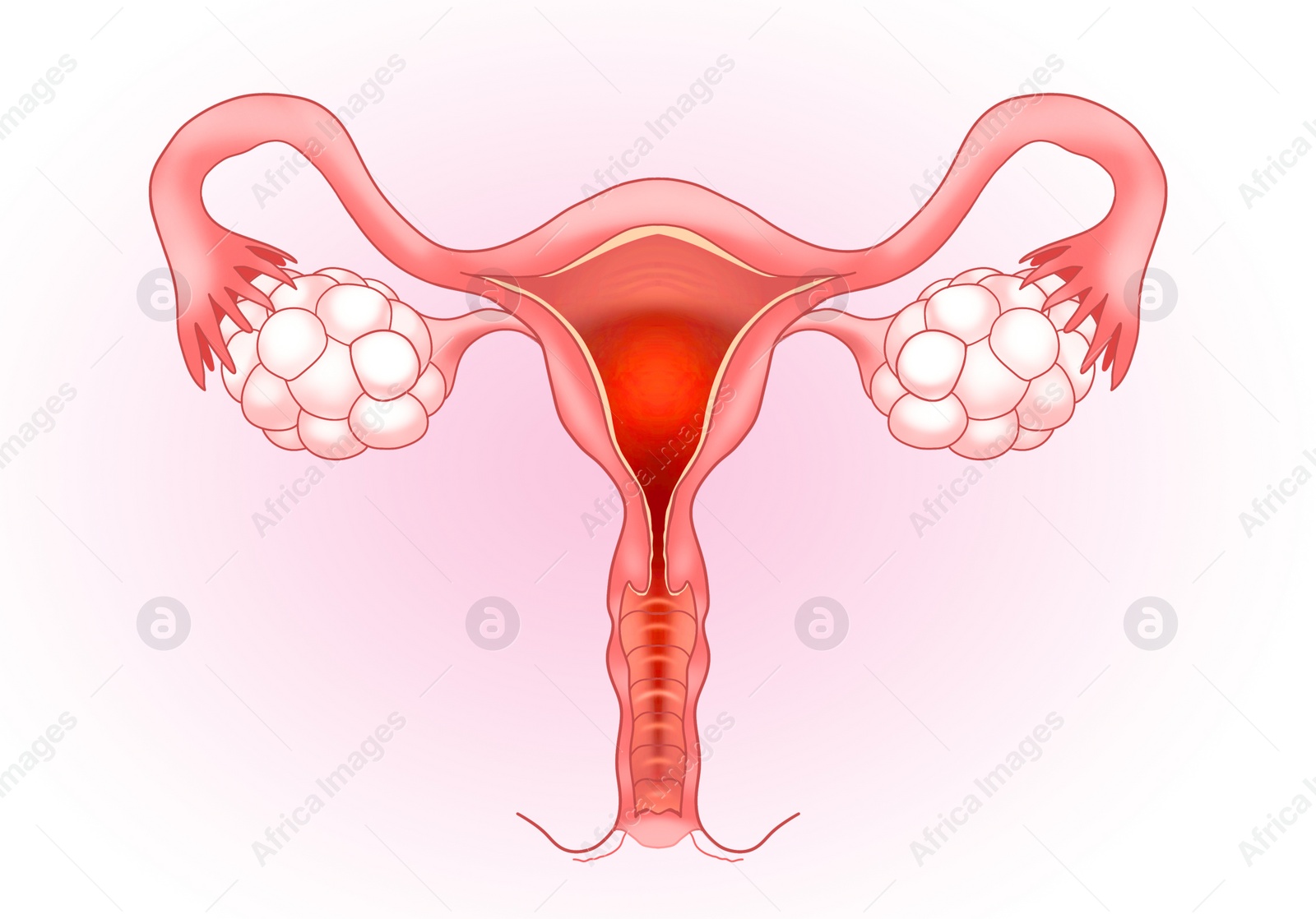 Image of Female reproductive system on pink gradient background, illustration