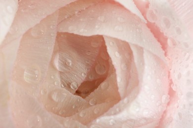 Photo of Beautiful flower with water drops, macro view