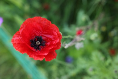 Photo of Beautiful red poppy flower growing outdoors, closeup. Space for text