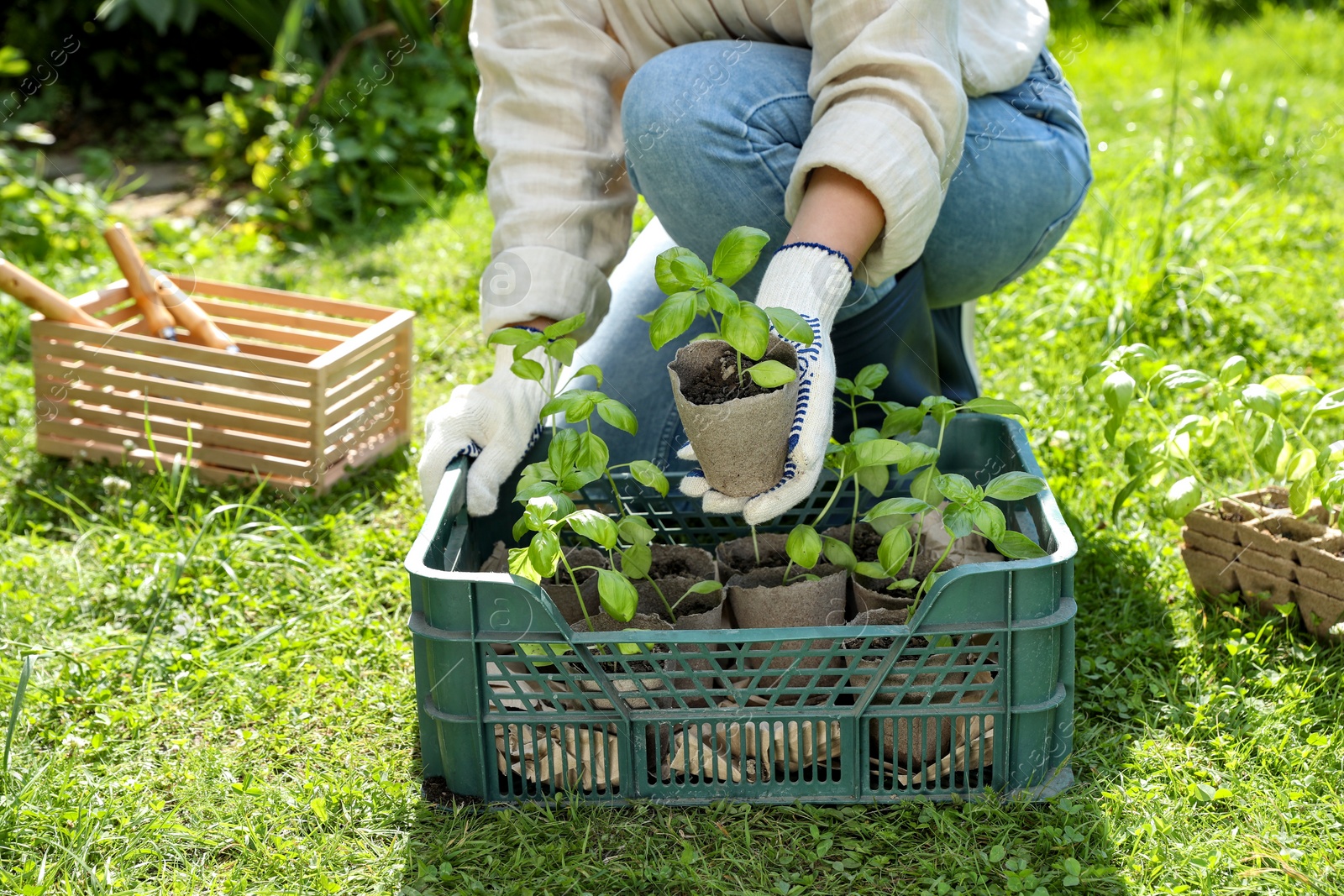 Photo of Woman taking seedling from crate outdoors on sunny day, closeup