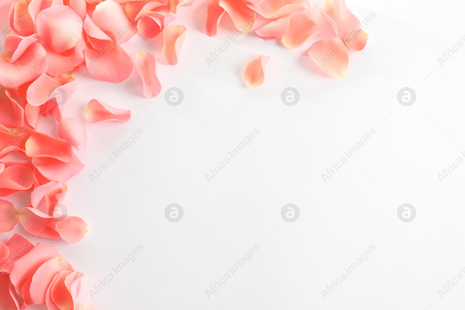 Photo of Beautiful rose petals on white background