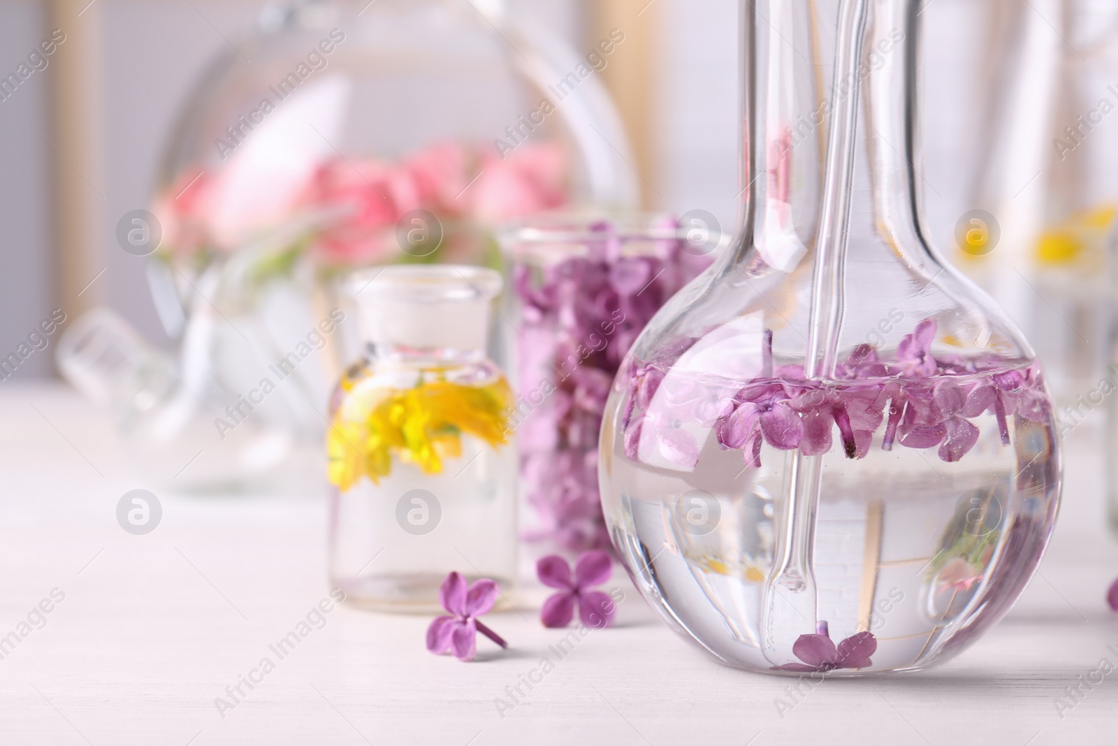 Photo of Laboratory glassware with flowers, focus on flask. Extracting essential oil for perfumery and cosmetics