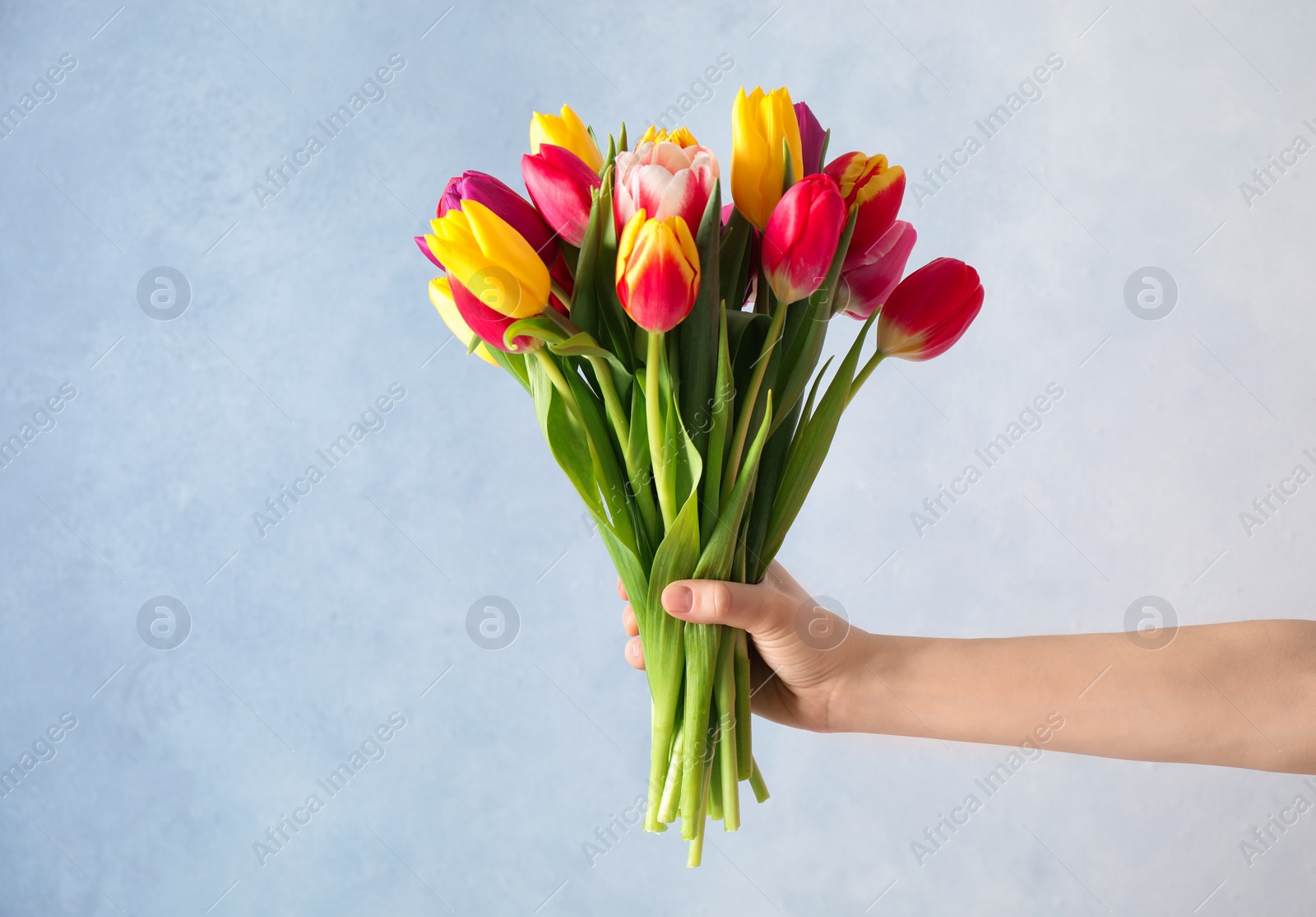 Photo of Woman holding beautiful spring tulips on light blue background, closeup