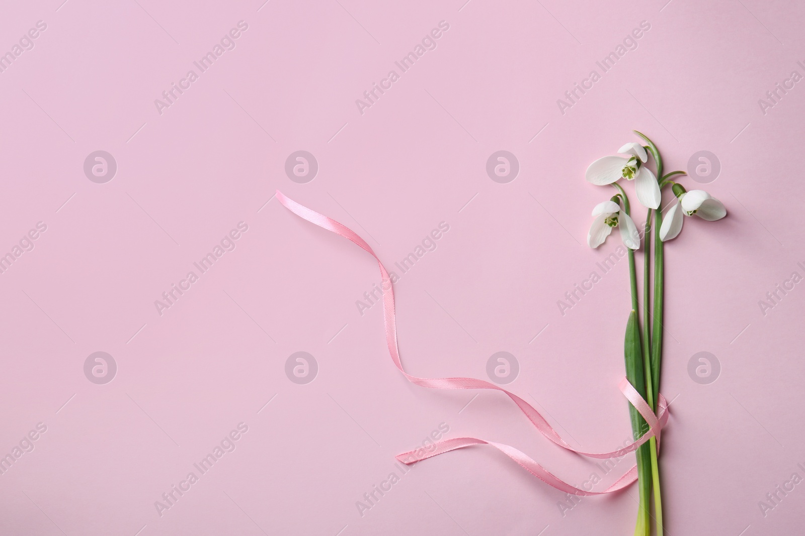 Photo of Beautiful snowdrops on pink background, top view. Space for text