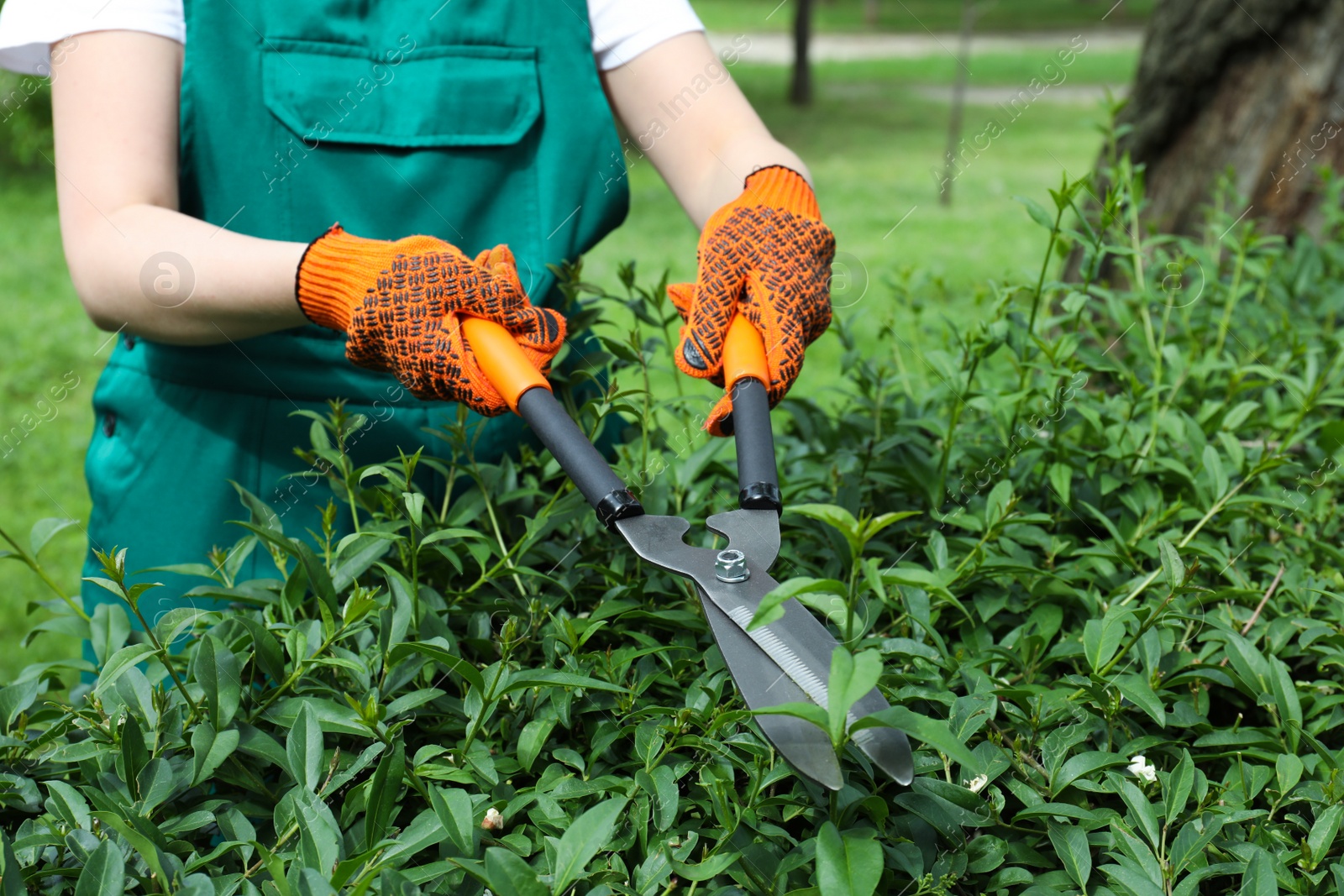 Photo of Worker cutting bush with hedge shears outdoors, closeup. Gardening tool