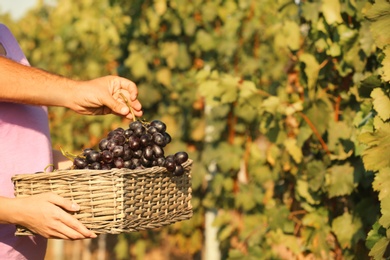 Photo of Farmers putting fresh ripe juicy grapes into basket in vineyard, closeup