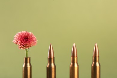 Photo of Bullets and beautiful chrysanthemum flower on olive background, space for text
