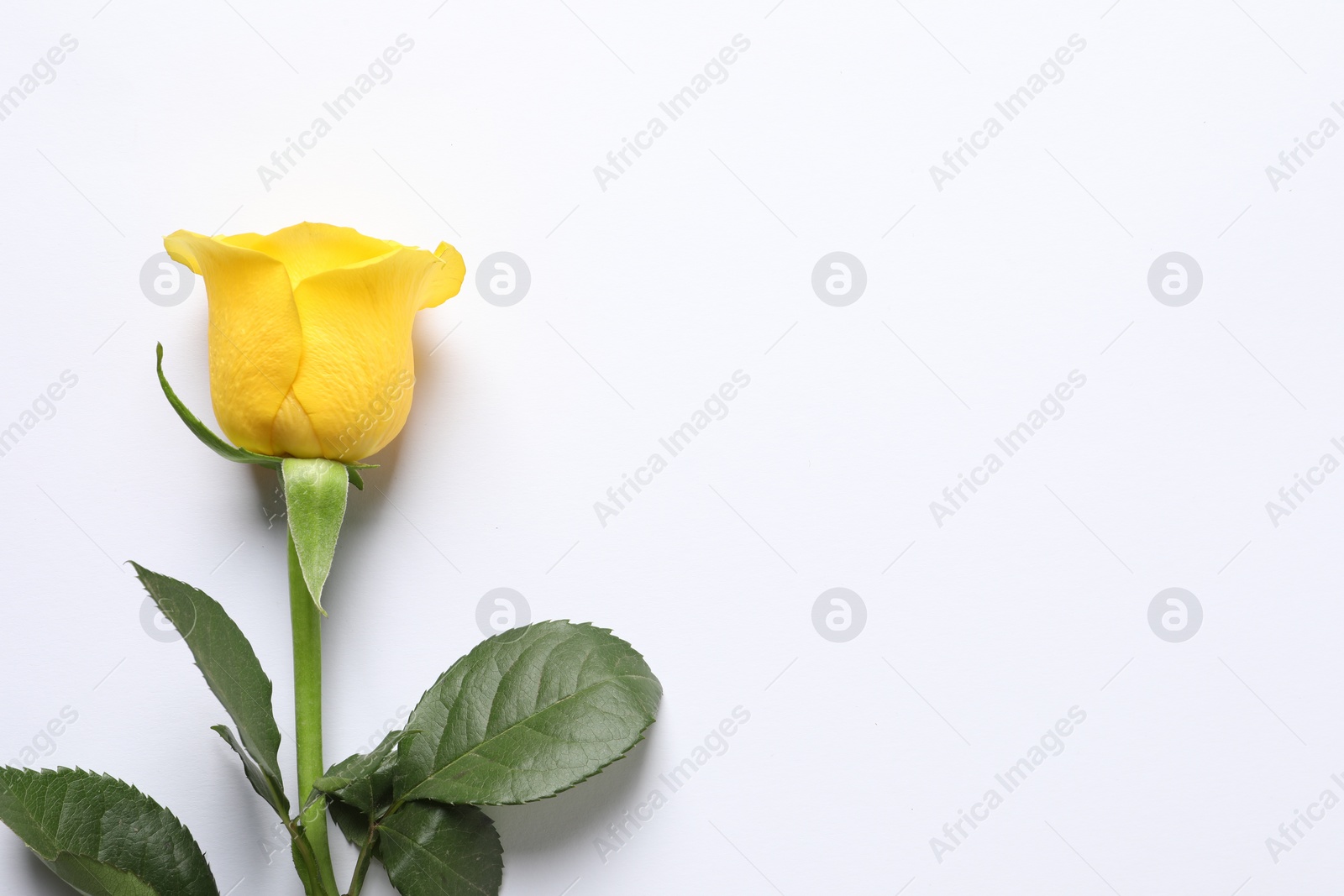 Photo of Beautiful yellow rose on white background, top view. Space for text