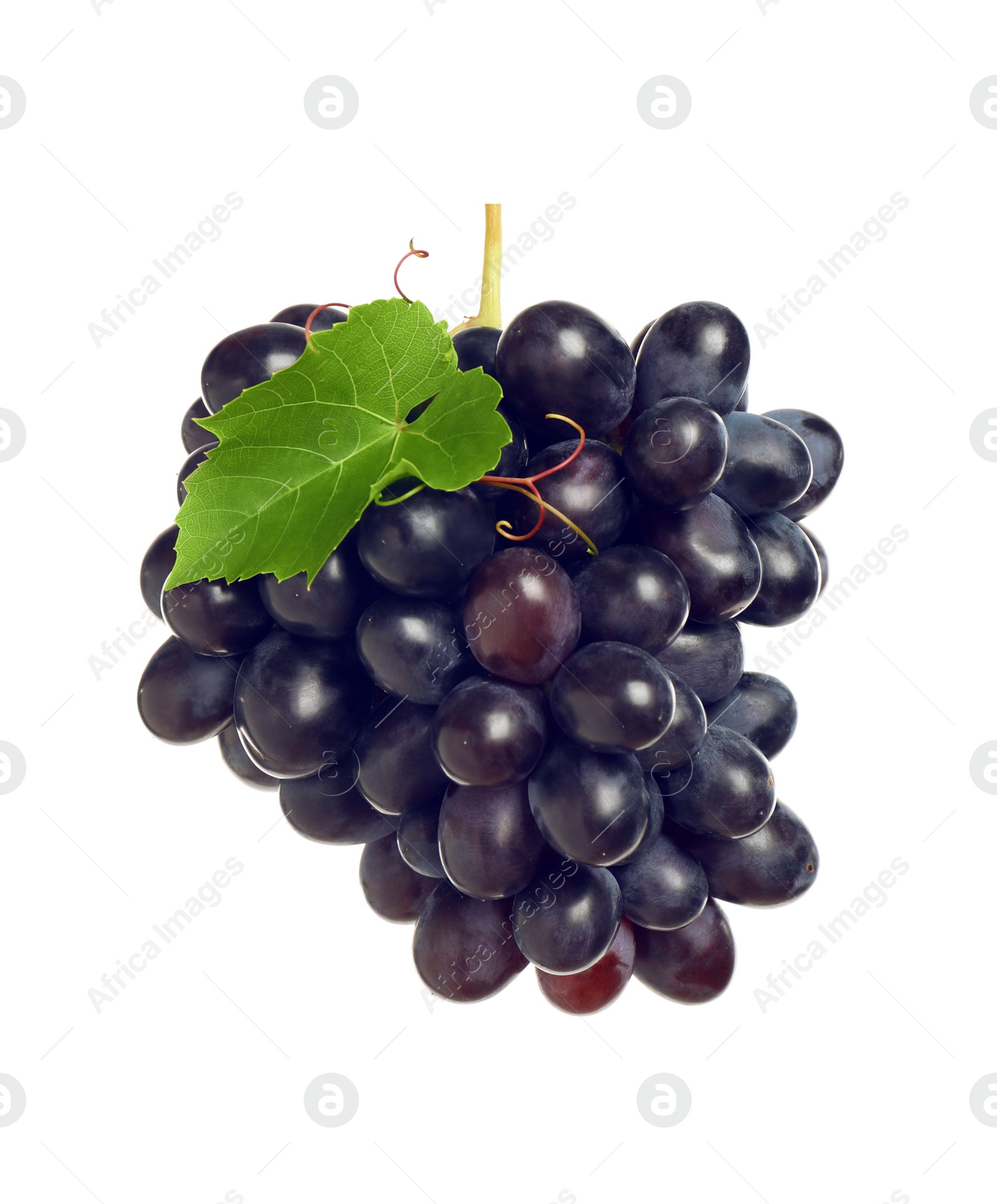 Photo of Bunch of fresh ripe juicy dark blue grapes with leaf isolated on white